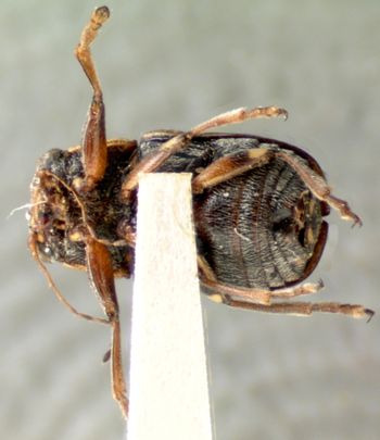Media type: image; Entomology 8783   Aspect: habitus ventral view
